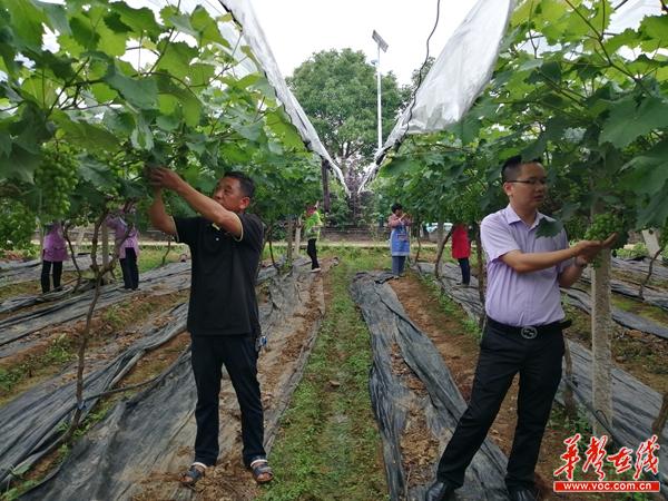 衡阳市农校农场最新交通动态报道