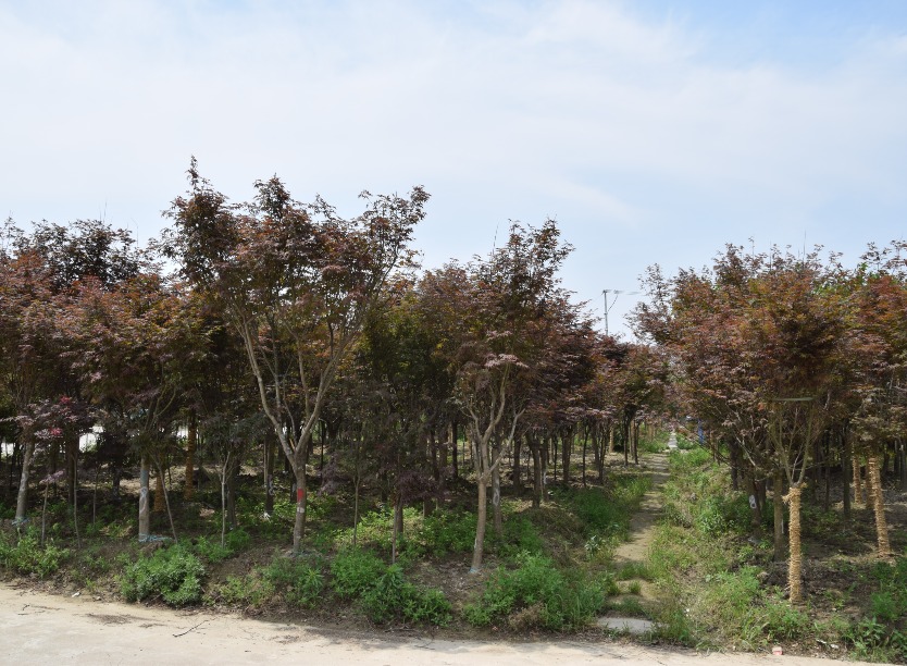 海门市三厂苗圃最新人事任命，引领未来发展的新篇章