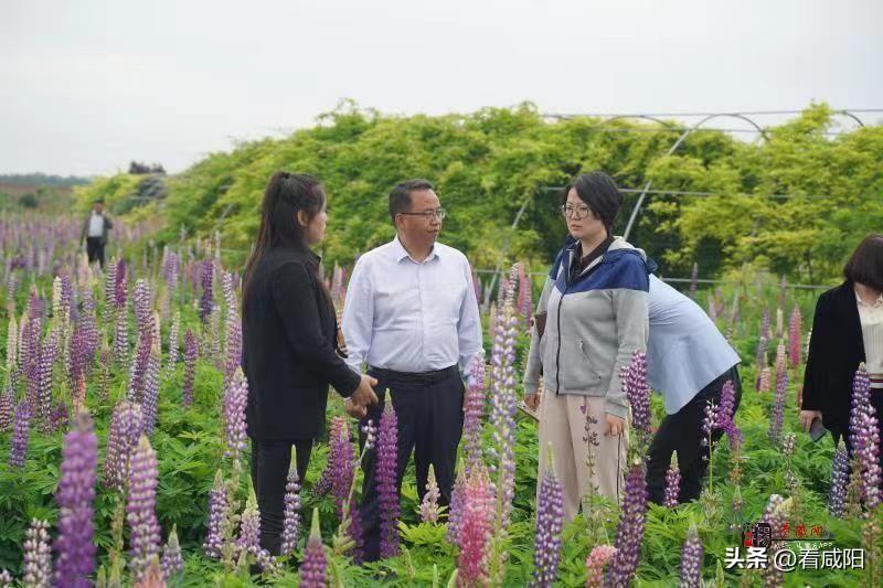 兴平街道最新项目，引领城市发展的崭新篇章